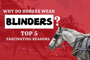 Why Do Horses Wear Blinders? Top 5 Fascinating Reasons