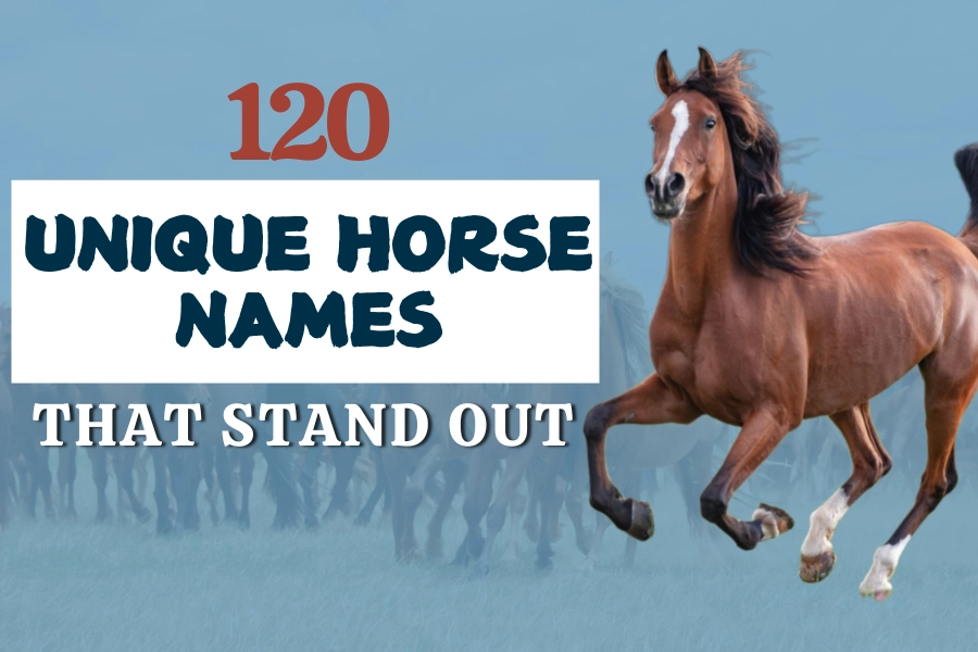 Top 120 Unique Horse Names That Stand Out