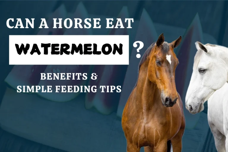 Can A Horse Eat Watermelon? Benefits & Simple Feeding Tips