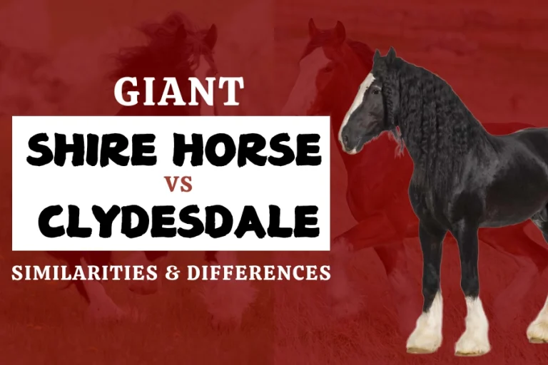 Giant Shire Horse Vs Clydesdale: Similarities & Differences