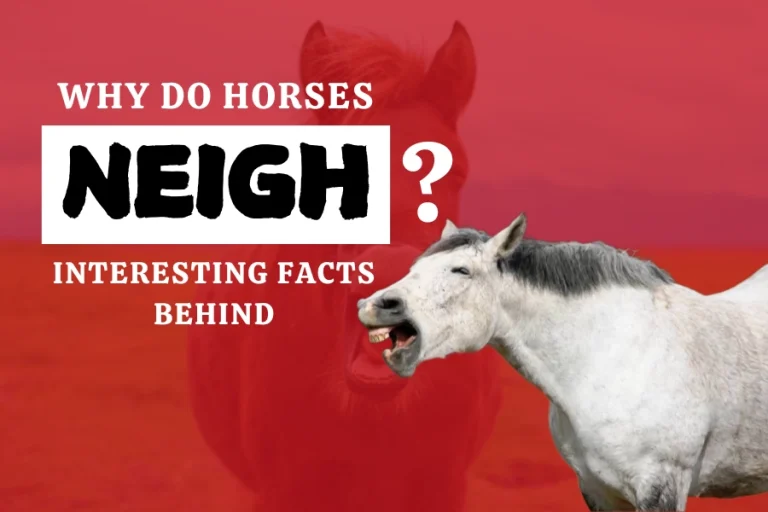 Why Do Horses Neigh? Interesting Facts Behind