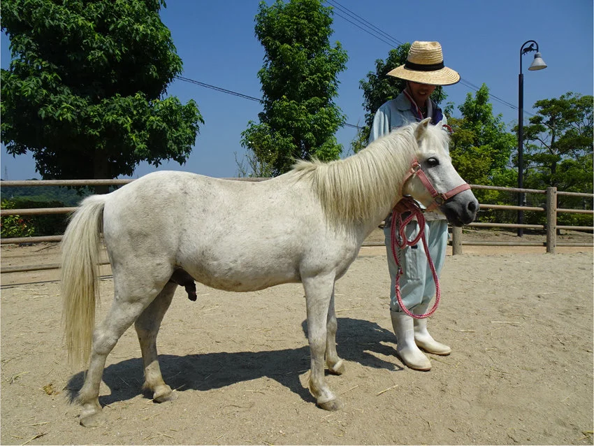 Noma Pony - smallest horse breeds