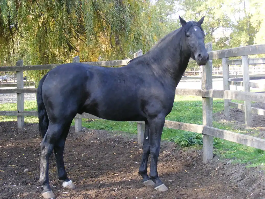 Nonius horses are developed early in the 19th century