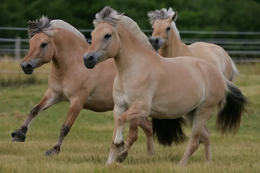 Norwegian Fjord Horse