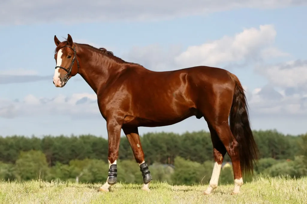 Oldenburgs are powerful Dressage horse breeds