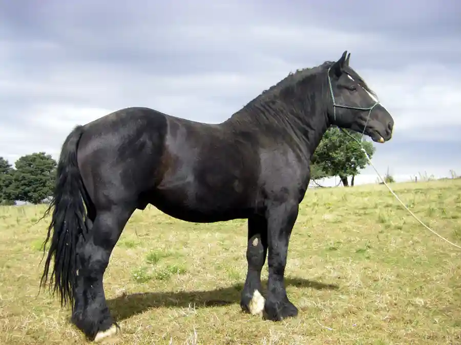 Percheron horses get the impression of a muscular physique