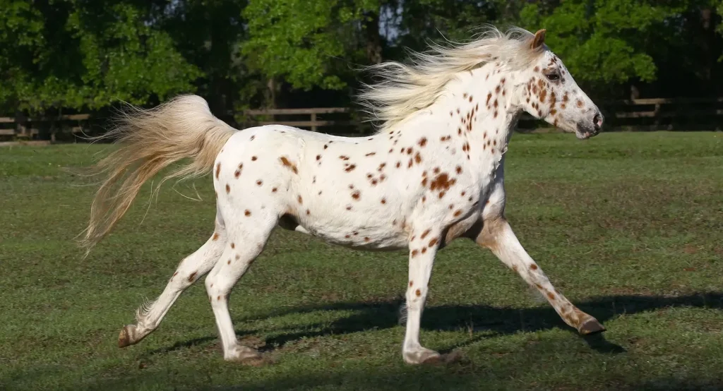 Pony of the Americas have characteristic spots from Appaloosa
