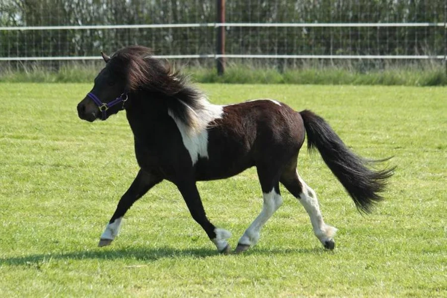 Shetland Pony - smallest horse breeds