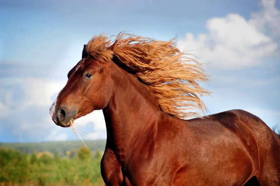 Stallions are more muscular than geldings