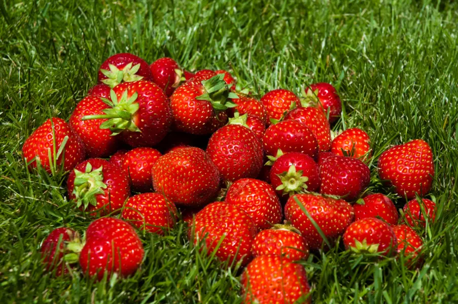 Strawberries