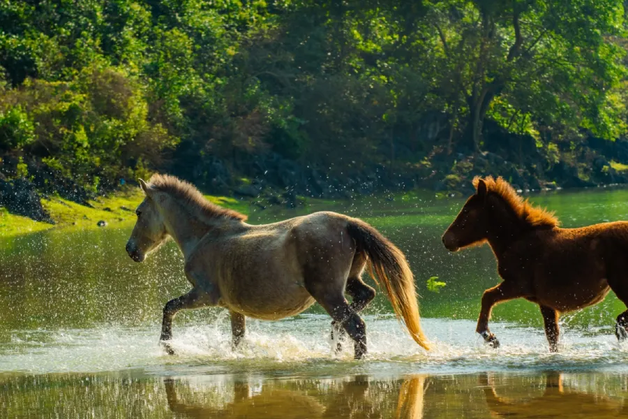 Supplement electrolyte water or adjust food to help horses from dehydration