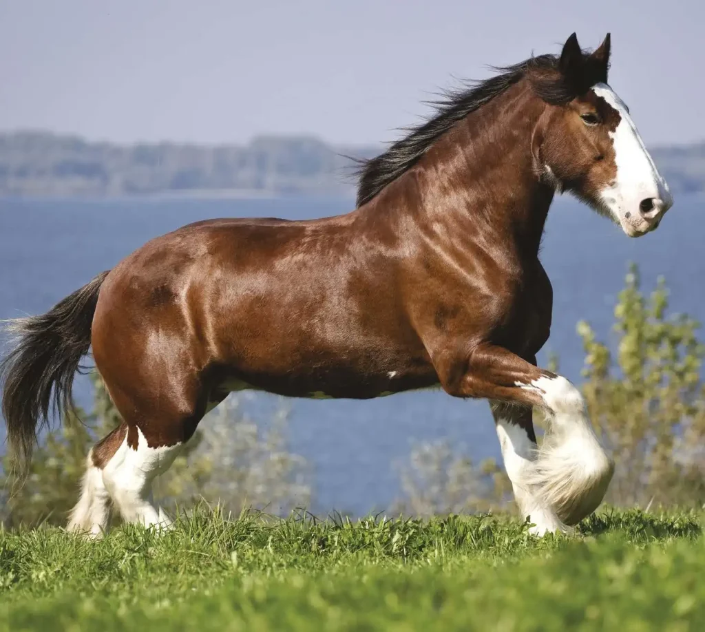 Shire Horse Vs Clydesdale: Easily recognized by their big size & strong build