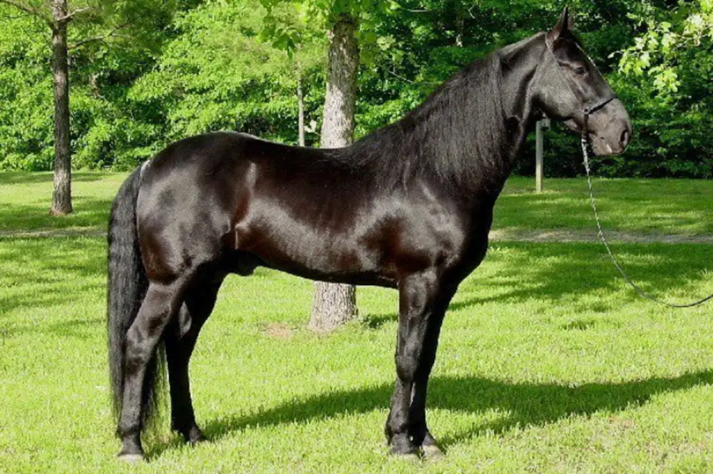 Tennessee horses have stunning black coat