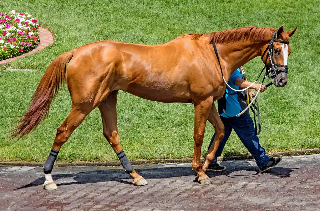 Thoroughbreds are celebrated for their speed and agility in racing