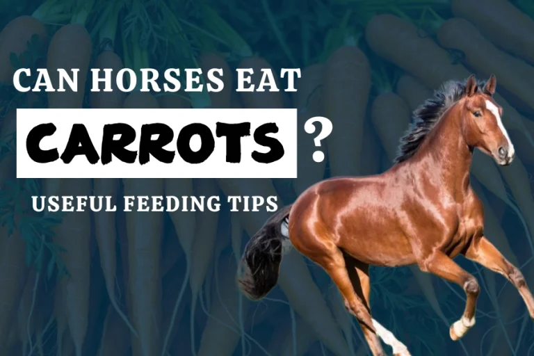 Can Horses Eat Carrots? Useful Feeding Tips