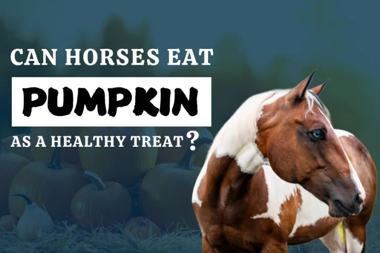 Can Horses Eat Pumpkin As A Healthy Treat?