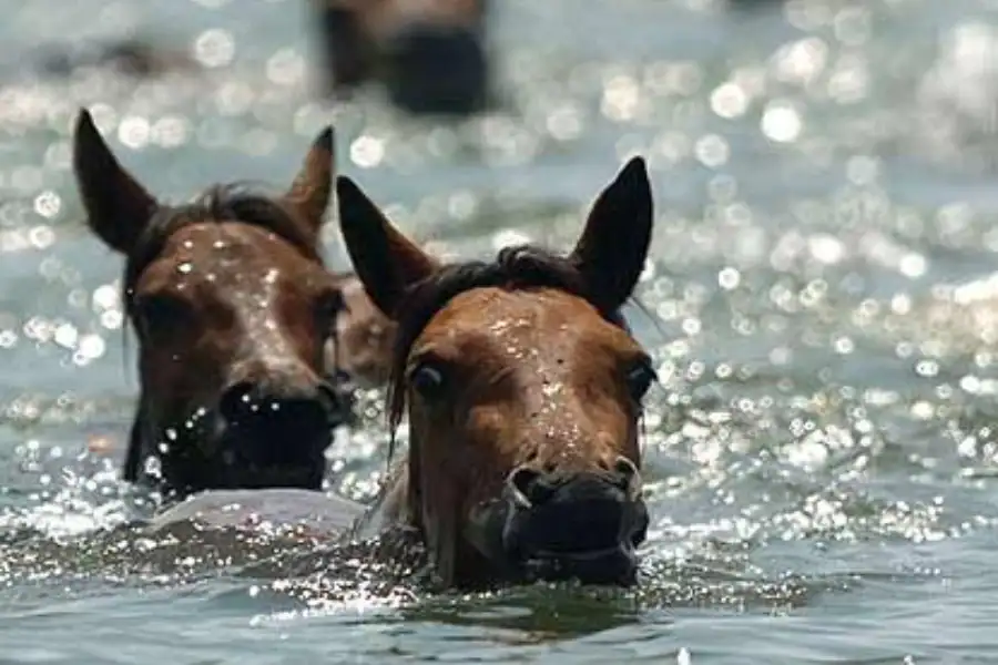 Top 7 Advantages Of Swimming for horses