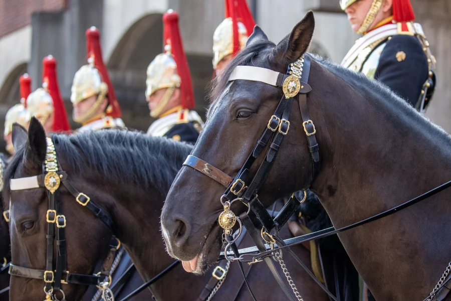 Troop refers to a group of horses in the military