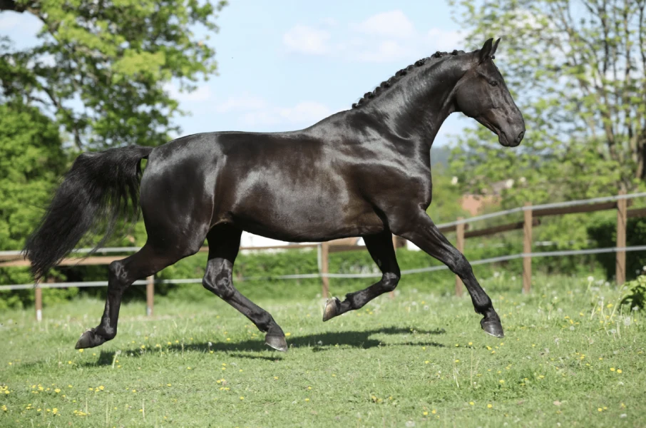 Warmblood horse breeds - a horse breed with a well-balanced body and strong legs