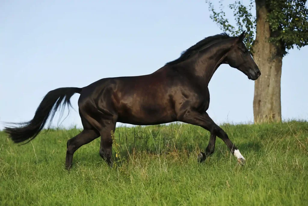 Westphalians are dressage horse breeds from Germany