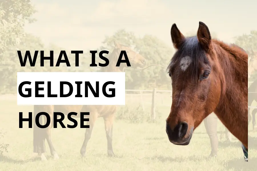 What is a gelding horse