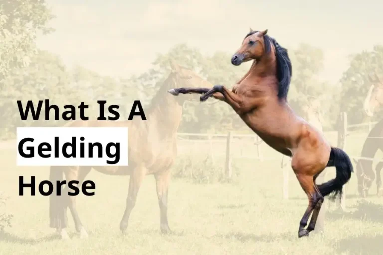 What is a gelding horse