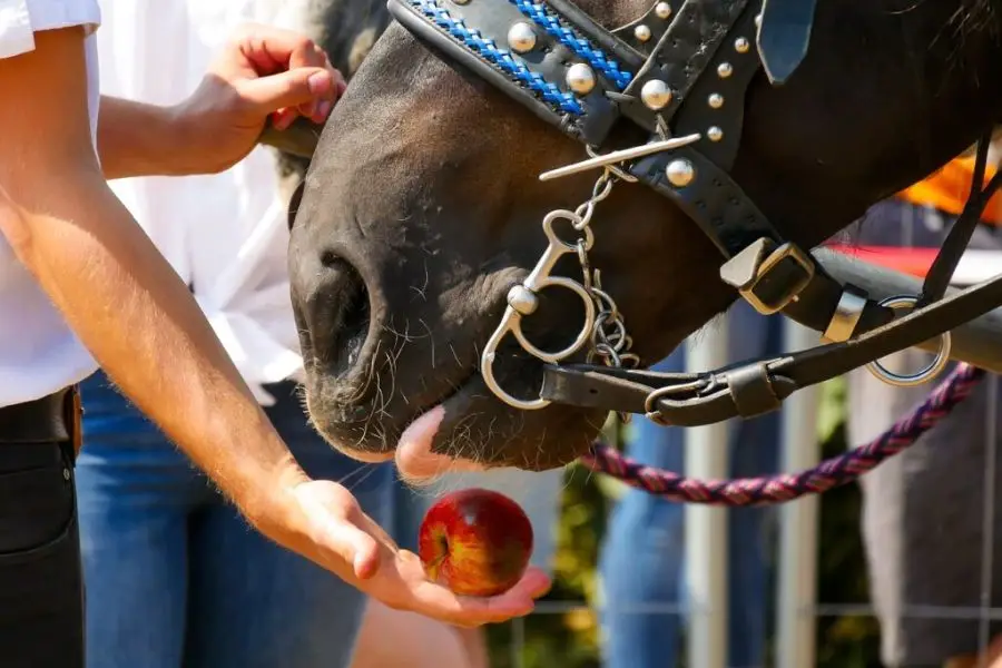 When feeding apples to your horse, cut the apples into pieces and remove the core