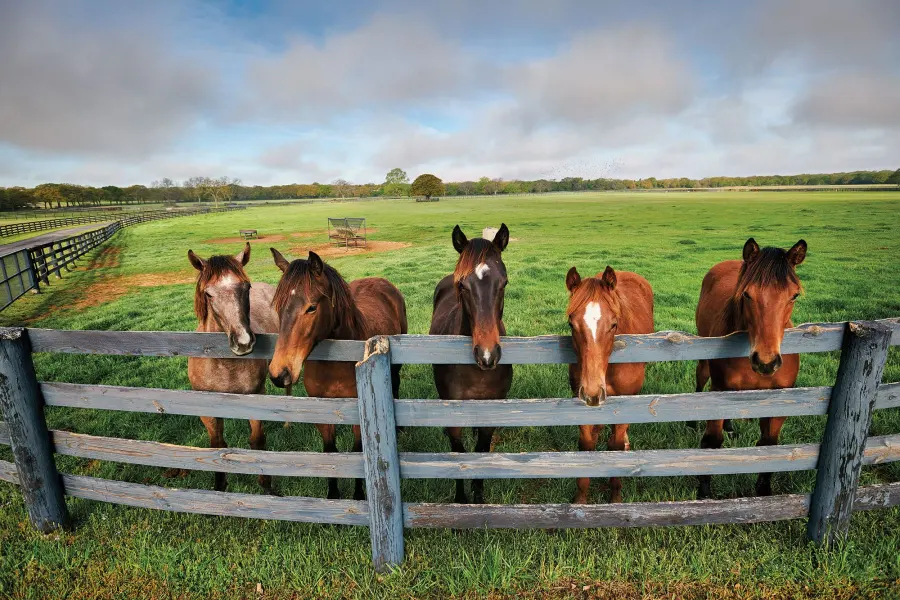 You can use “string” to call a group of horses