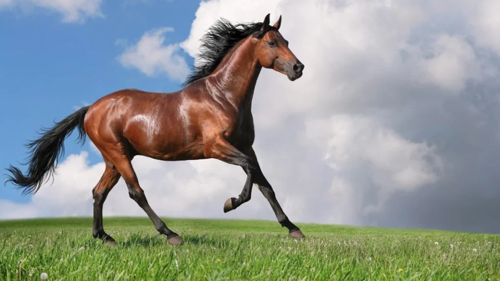 You should consider physical conformation to choose the best horse breeds for jumping