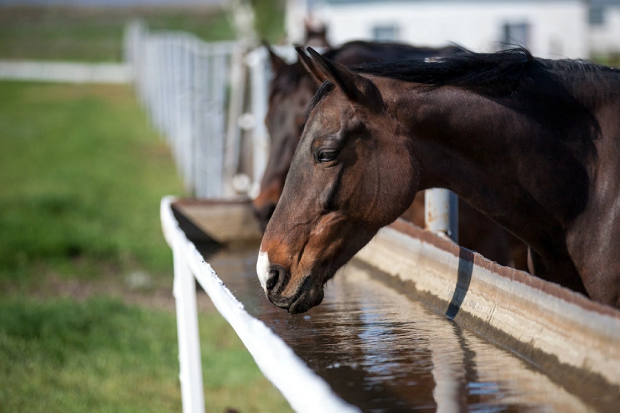 You should provide enough water for horses to make them work well