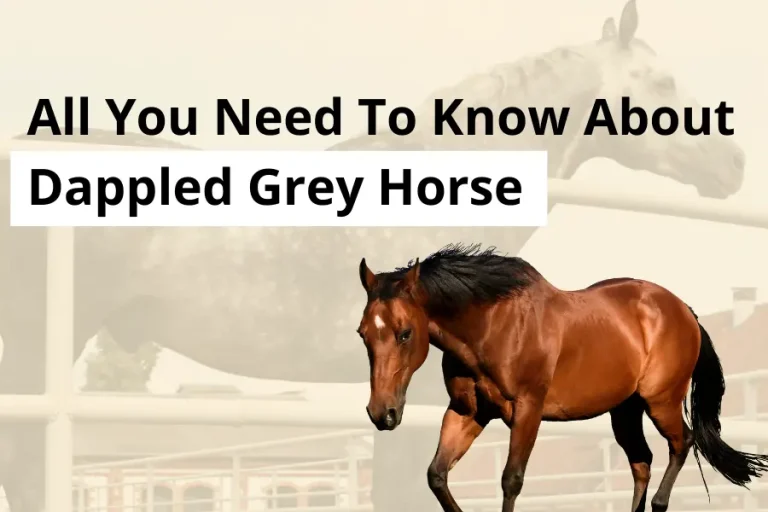 All You Need To Know About Dappled Grey Horse