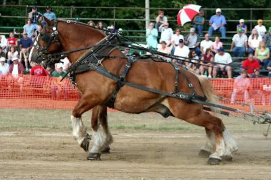 Best Horse Breeds for Pulling