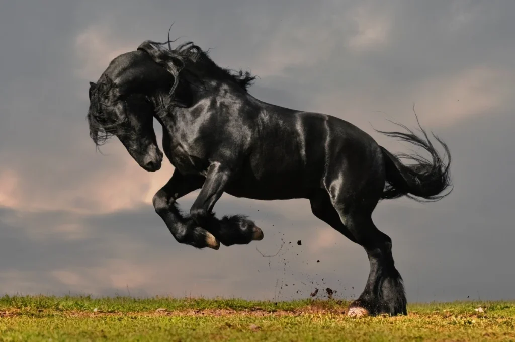 Friesians only live between 16 to 20 years
