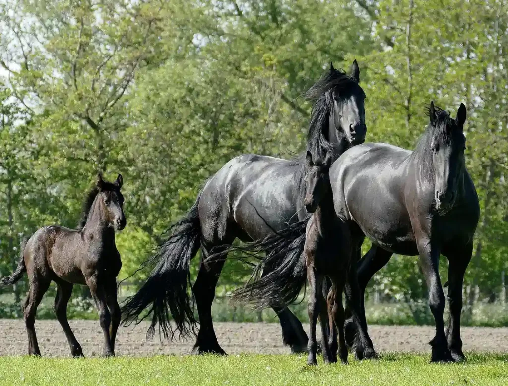 Black horses typically look special and gorgeous
