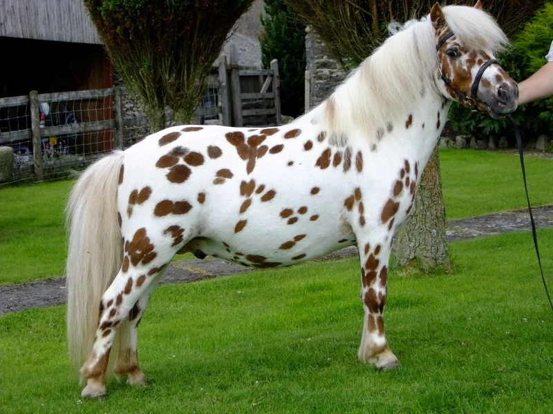 British Spotted pony is a striking breed with a small appearance