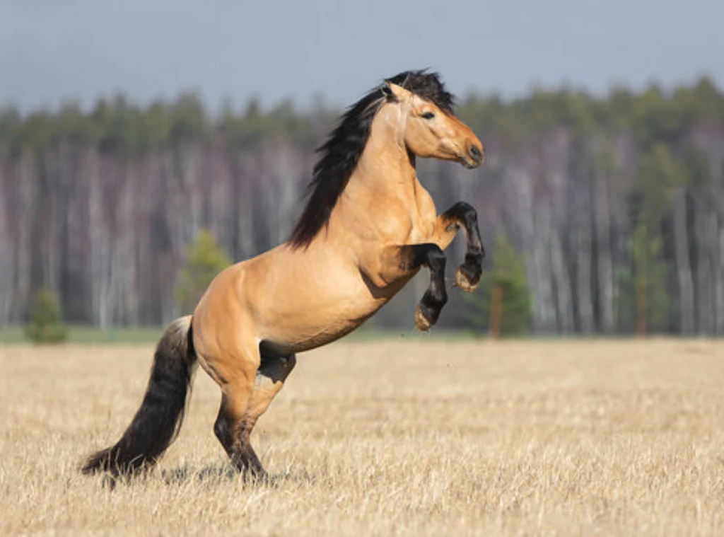 List of 15 Unique Buckskin horse names - Unique horse names