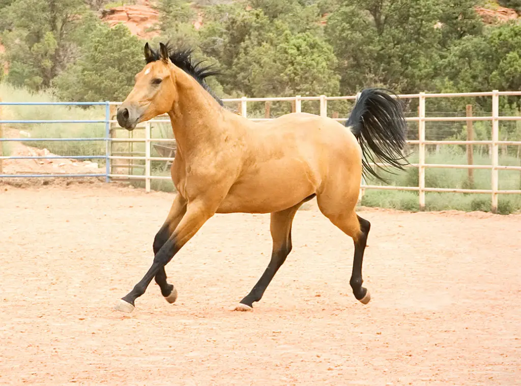 List of 90 Beautiful Buckskin horse names 
