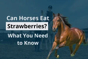 Can horse eat strawberries