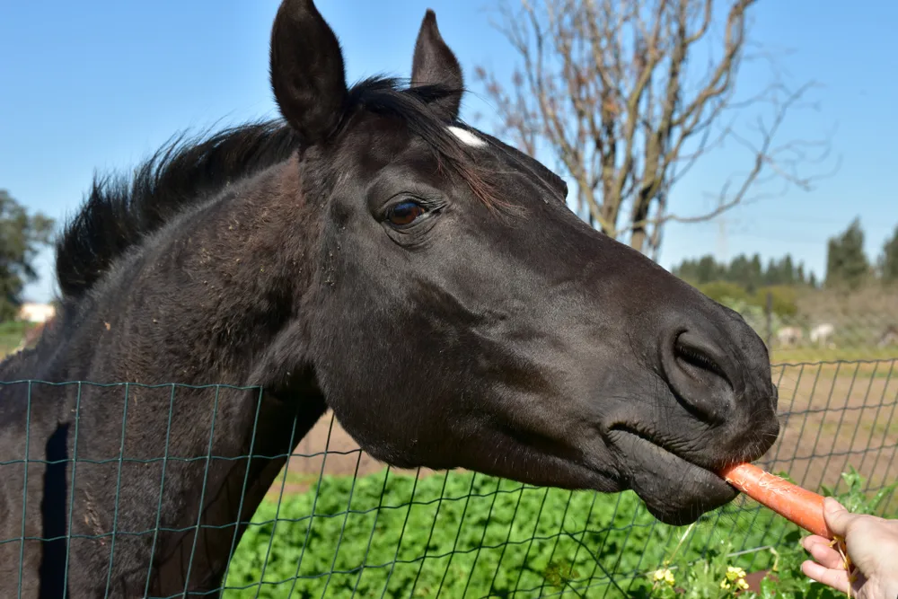 Carrots are yummy and healthy treats for horses