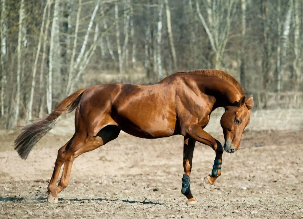 Fun facts about Chestnut horse breeds