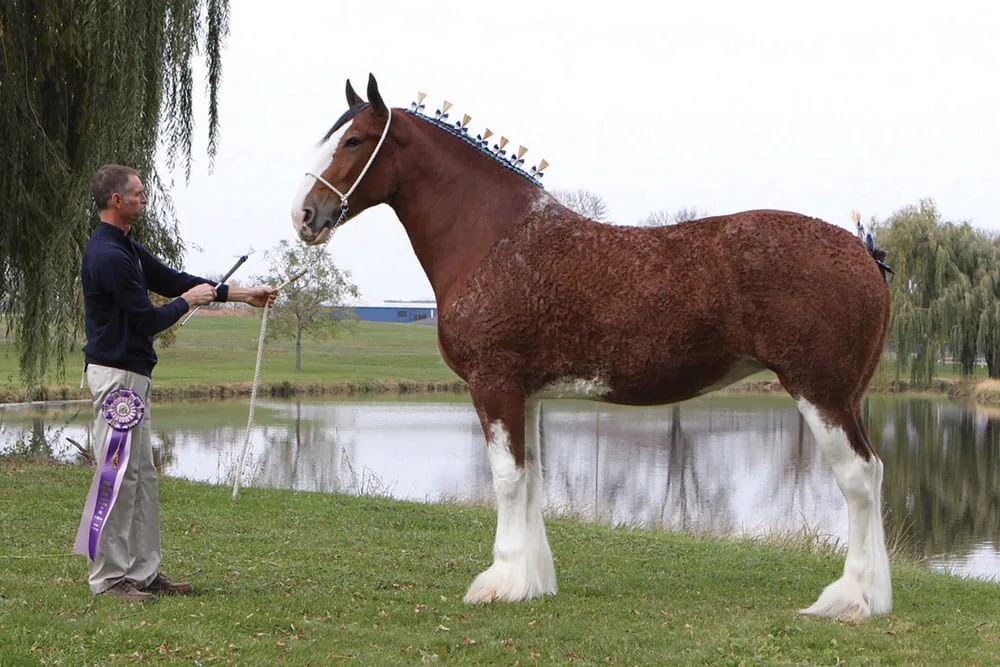 Clydesdale is one of the biggest horse breeds