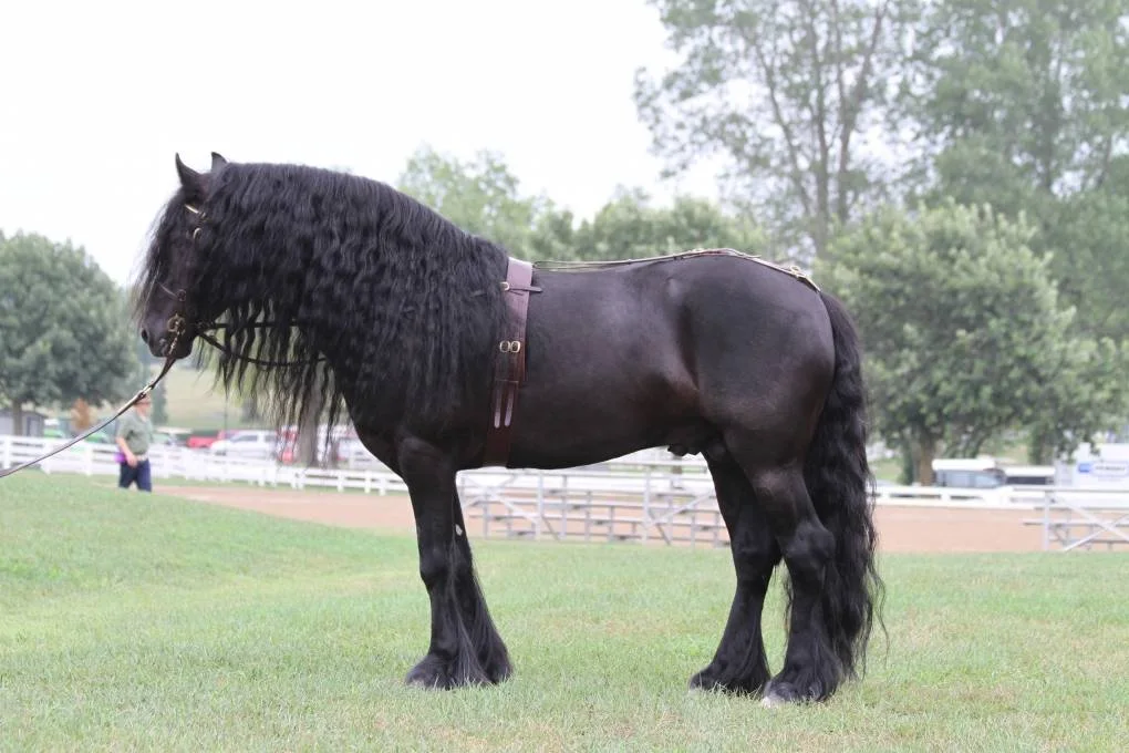 Dales Pony horses look extra majestic