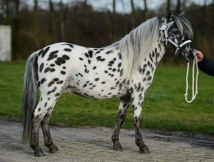 There are also spotted varieties of Miniature horse breeds