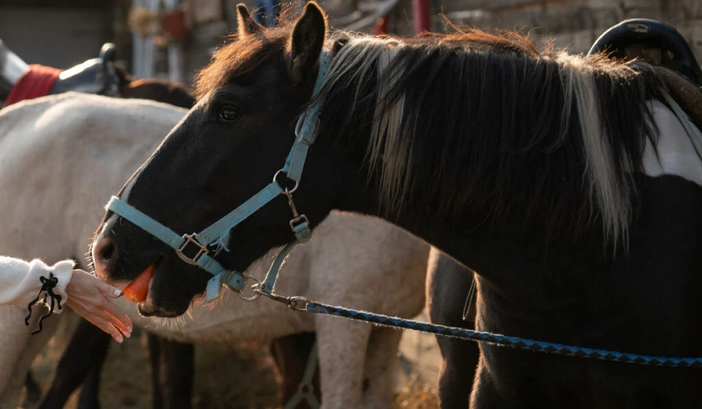 Can horses eat carrots? Most horses love to eat carrots.