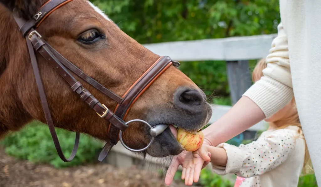 Horses can eat many vegetables & fruits - Can horses eat celery?