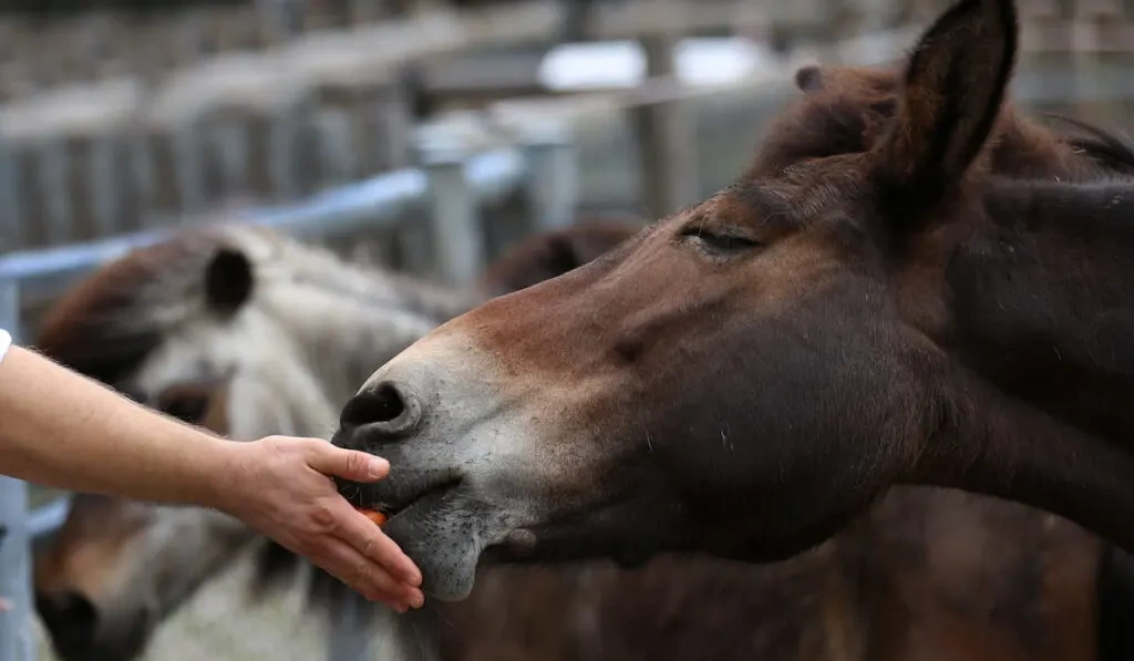 Yummy treats from oranges for horses