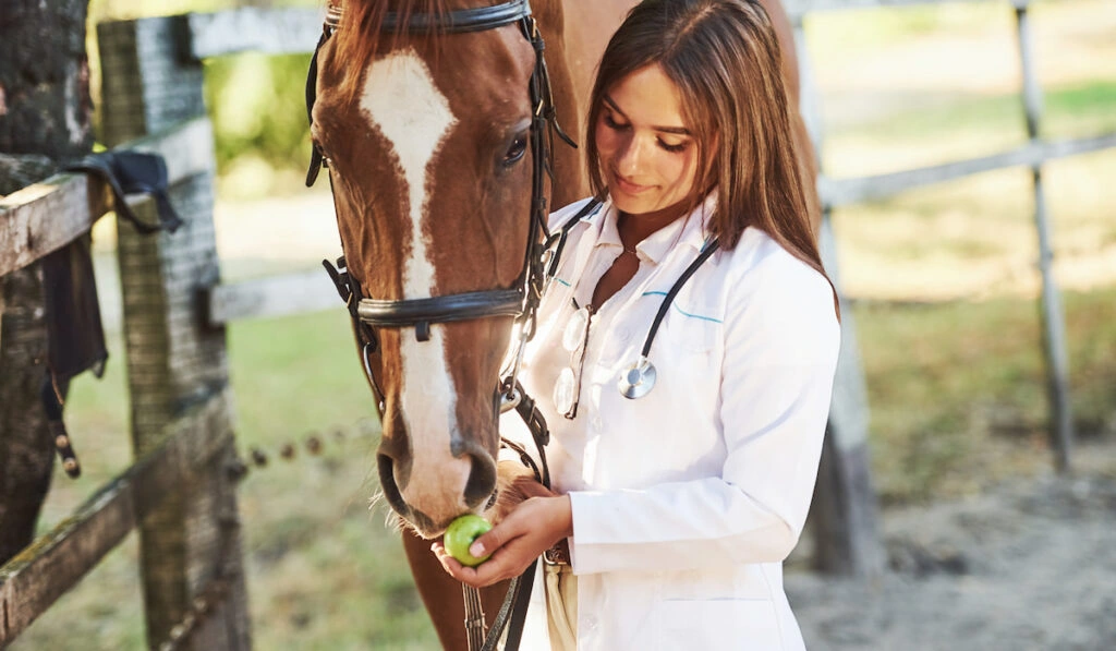 Can horses eat oranges? - They can eat other fruits like apples or pears