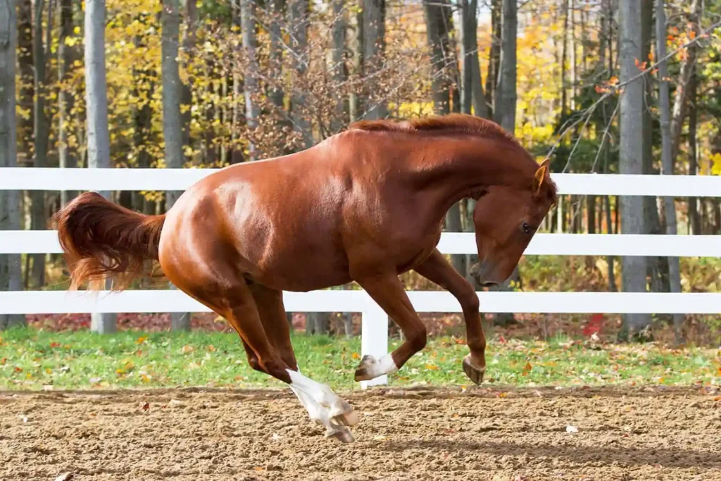 Funny horse names for males