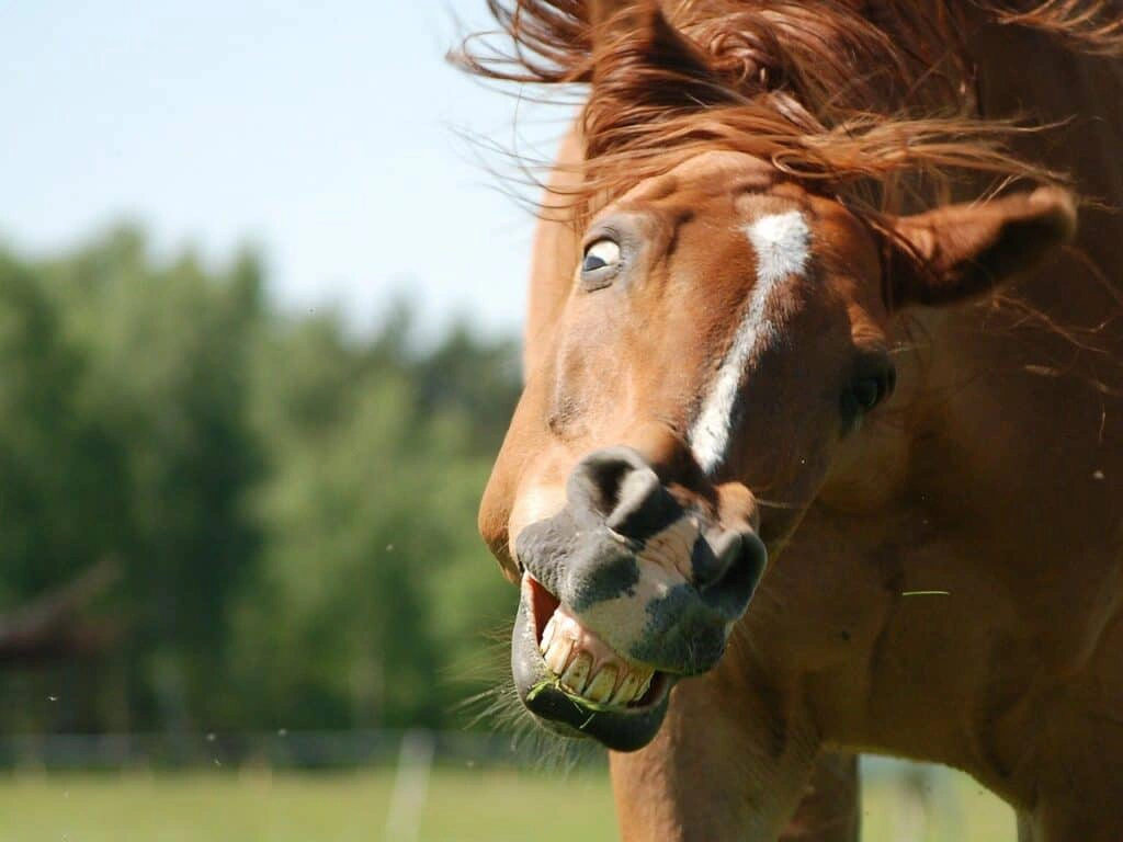 Horse jokes are cool after a long ride