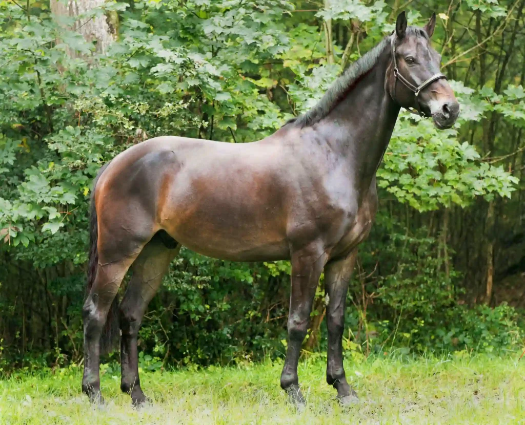 Hanoverian is one of the oldest warmblood breeds from Germany
